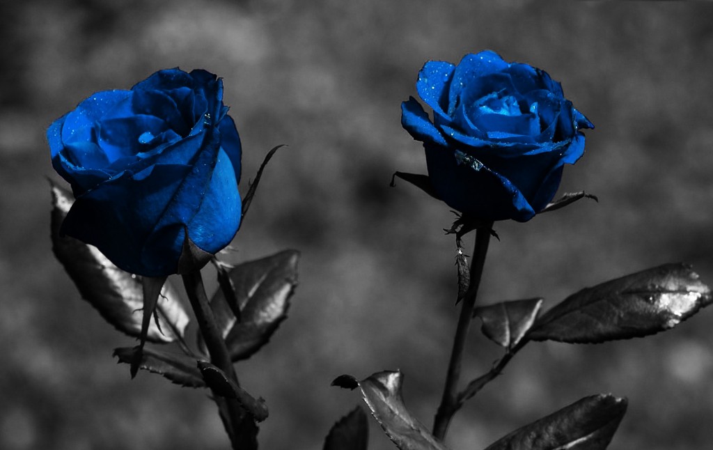 Blue_Roses